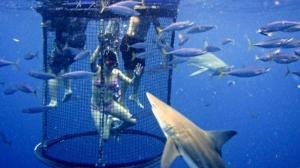 Кадры из фильма Синяя бездна / 47 Meters Down (2017)
