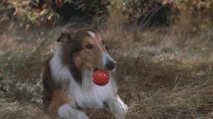 Кадры из фильма Храбрость Лэсси / Lassie (1946)