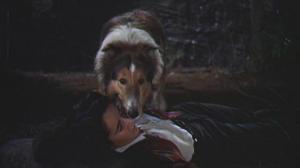 Кадры из фильма Храбрость Лэсси / Lassie (1946)