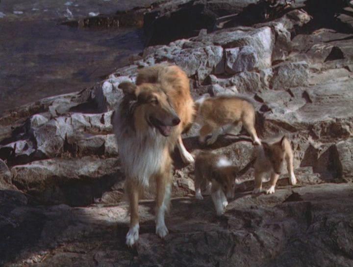 Кадр из фильма Храбрость Лэсси / Lassie (1946)