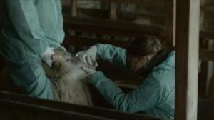 Кадры из фильма Бараны / Hrútar (2015)