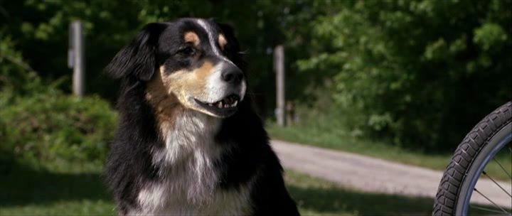 Кадр из фильма Большое приключение Рейнджера / Bark Ranger (2015)