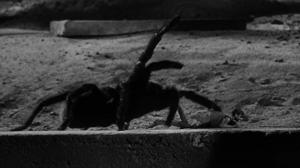 Кадры из фильма Невероятно худеющий человек / The Incredible Shrinking Man (1957)