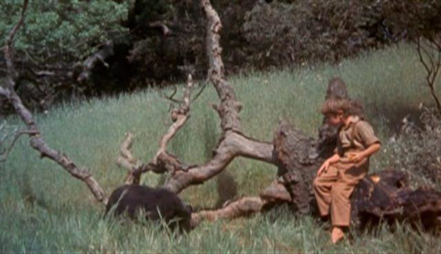 Кадр из фильма Старый Брехун / Old Yeller (1957)