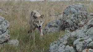 Кадры из фильма Тотем волка / Wolf Totem (2015)