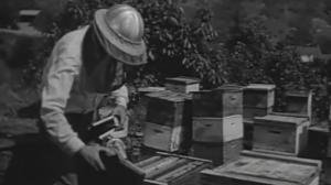 Кадры из фильма Женщина-оса / The Wasp Woman (1959)