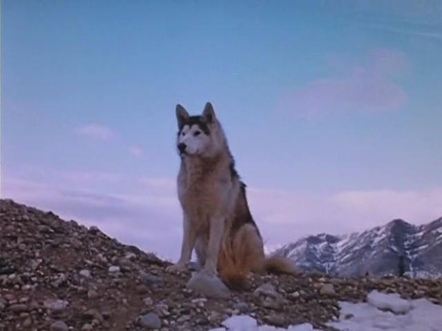 Кадр из фильма Никки, дикий пес севера / Nikki, Wild Dog of the North (1961)