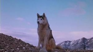 Кадры из фильма Никки, дикий пес севера / Nikki, Wild Dog of the North (1961)