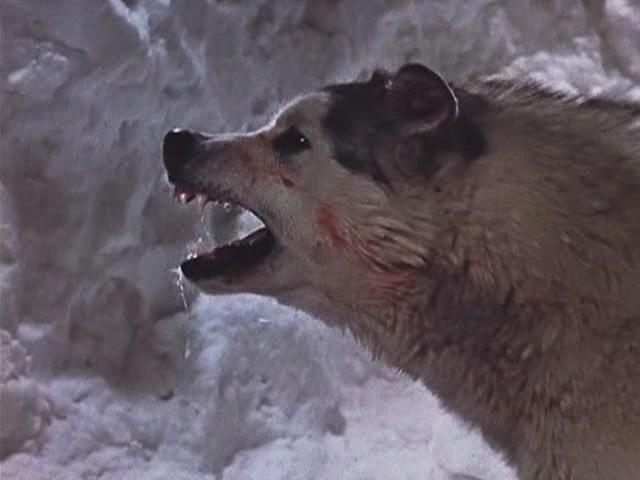 Кадр из фильма Никки, дикий пес севера / Nikki, Wild Dog of the North (1961)