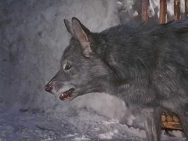 Кадр из фильма Никки, дикий пес севера / Nikki, Wild Dog of the North (1961)