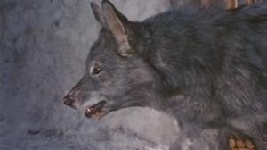 Кадры из фильма Никки, дикий пес севера / Nikki, Wild Dog of the North (1961)
