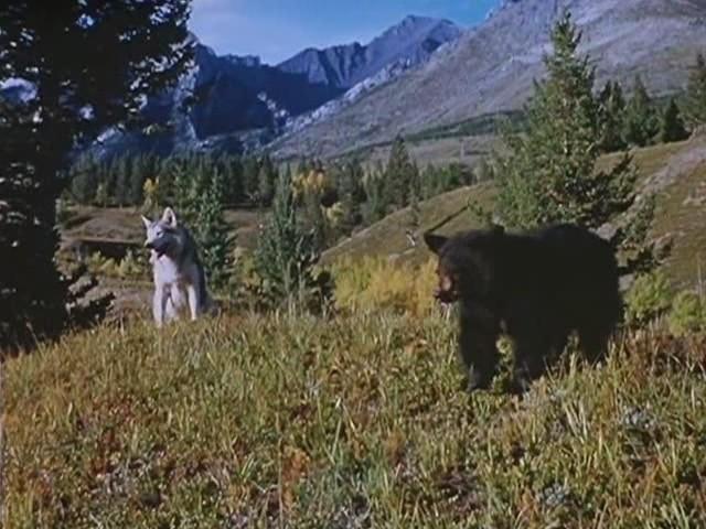 Кадр из фильма Никки, дикий пес севера / Nikki, Wild Dog of the North (1961)