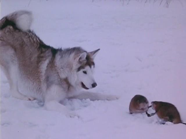 Кадр из фильма Никки, дикий пес севера / Nikki, Wild Dog of the North (1961)