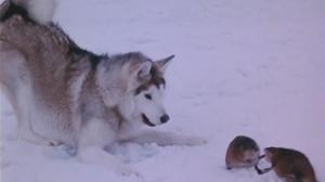 Кадры из фильма Никки, дикий пес севера / Nikki, Wild Dog of the North (1961)