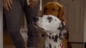 Кадры из фильма Собаки моих бывших / My Boyfriends' Dogs (2014)
