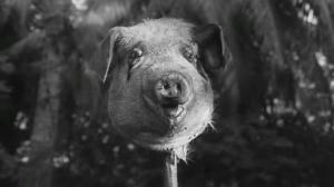Кадры из фильма Повелитель мух / Lord of the Flies (1963)