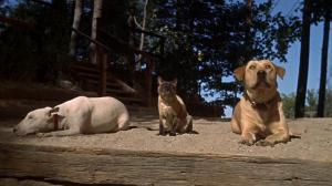 Кадры из фильма Невероятное путешествие / The Incredible Journey (1963)