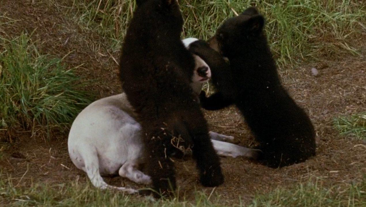 Кадр из фильма Невероятное путешествие / The Incredible Journey (1963)