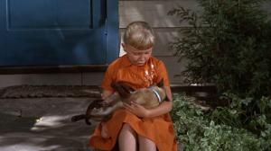 Кадры из фильма Невероятное путешествие / The Incredible Journey (1963)