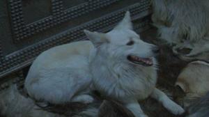 Кадры из фильма Урсус, ужас Киргизии / Ursus, il terrore dei kirghisi (1964)