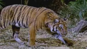 Кадры из фильма Сандокан против Леопарда из Саравака / Sandokan contro il leopardo di Sarawak (1964)
