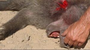 Кадры из фильма Пески Калахари / Sands of the Kalahari (1965)