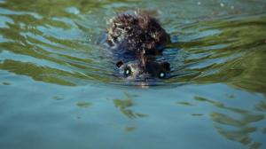 Кадры из фильма Бобры-зомби / Zombeavers (2014)