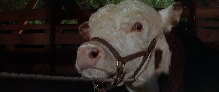 Кадр из фильма Редкая порода / The Rare Breed (1966)