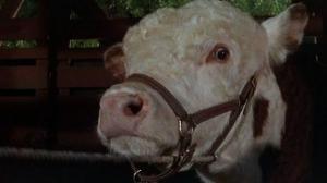 Кадры из фильма Редкая порода / The Rare Breed (1966)