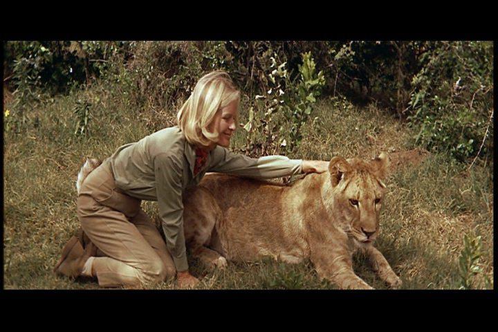 Кадр из фильма Рожденная свободной / Born Free (1966)