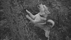 Кадры из фильма О чём молчала тайга (1966)