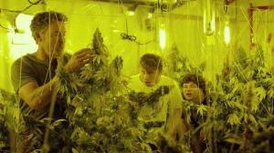 Кадры из фильма Малыш-каннабис / Kid Cannabis (2014)