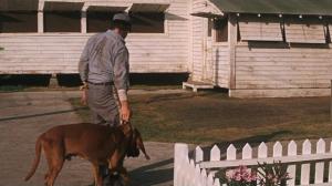 Кадры из фильма Хладнокровный Люк / Cool Hand Luke (1967)