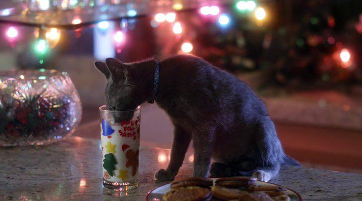 Кадр из фильма Санта Мяус / Santa Claws (2014)