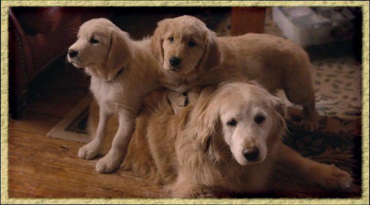 Кадр из фильма Рождество с Такером / Christmas with Tucker (2013)