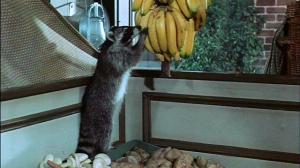Кадры из фильма Шельмец / Rascal (1969)