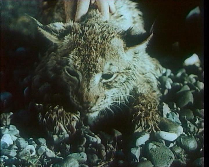 Кадр из фильма Тропой бескорыстной любви (1972)