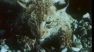 Кадры из фильма Тропой бескорыстной любви (1972)
