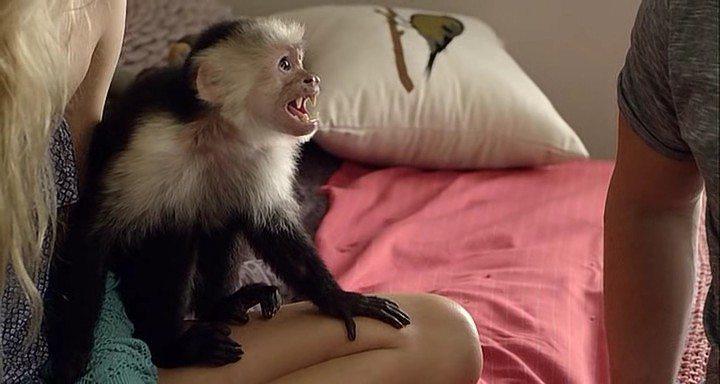 Кадр из фильма Летучие обезьяны / Flying Monkeys (2013)