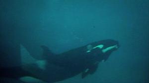 Кадры из фильма Черный плавник / Blackfish (2013)