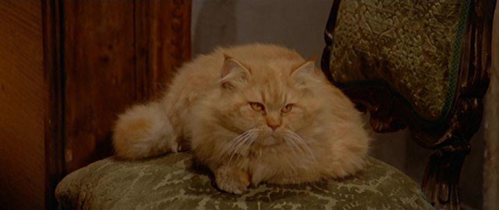 Кадр из фильма Смерть отображается в кошачьих глазах / La morte negli occhi del gatto (1973)