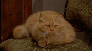 Кадры из фильма Смерть отображается в кошачьих глазах / La morte negli occhi del gatto (1973)