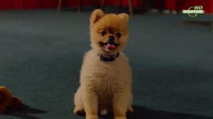 Кадры из фильма Приключения Бэйли: Ночь в Каутауне / Adventures of Bailey: A Night in Cowtown (2013)