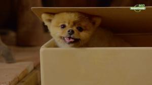 Кадры из фильма Приключения Бэйли: Ночь в Каутауне / Adventures of Bailey: A Night in Cowtown (2013)