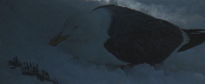 Кадр из фильма Чайка по имени Джонатан Ливингстон / Jonathan Livingston Seagull (1973)