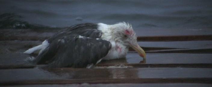 Кадр из фильма Чайка по имени Джонатан Ливингстон / Jonathan Livingston Seagull (1973)