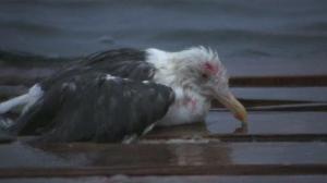Кадры из фильма Чайка по имени Джонатан Ливингстон / Jonathan Livingston Seagull (1973)