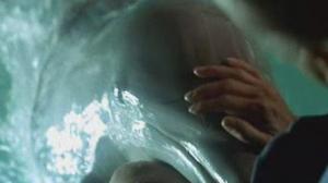 Кадры из фильма День дельфина / The Day of the Dolphin (1973)