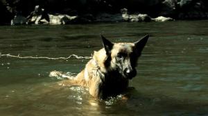 Кадры из фильма К-9: Рождественские приключения / K9 Adventures: A Christmas Tale (2012)