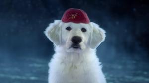 Кадры из фильма Санта Лапус 2: Санта Лапушки / Santa Paws 2: The Santa Pups (2012)